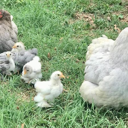 Appartamento In Cascina -La Cascinetta Di Ali- Roatto المظهر الخارجي الصورة