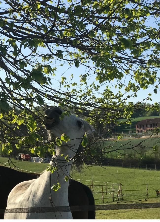Appartamento In Cascina -La Cascinetta Di Ali- Roatto المظهر الخارجي الصورة