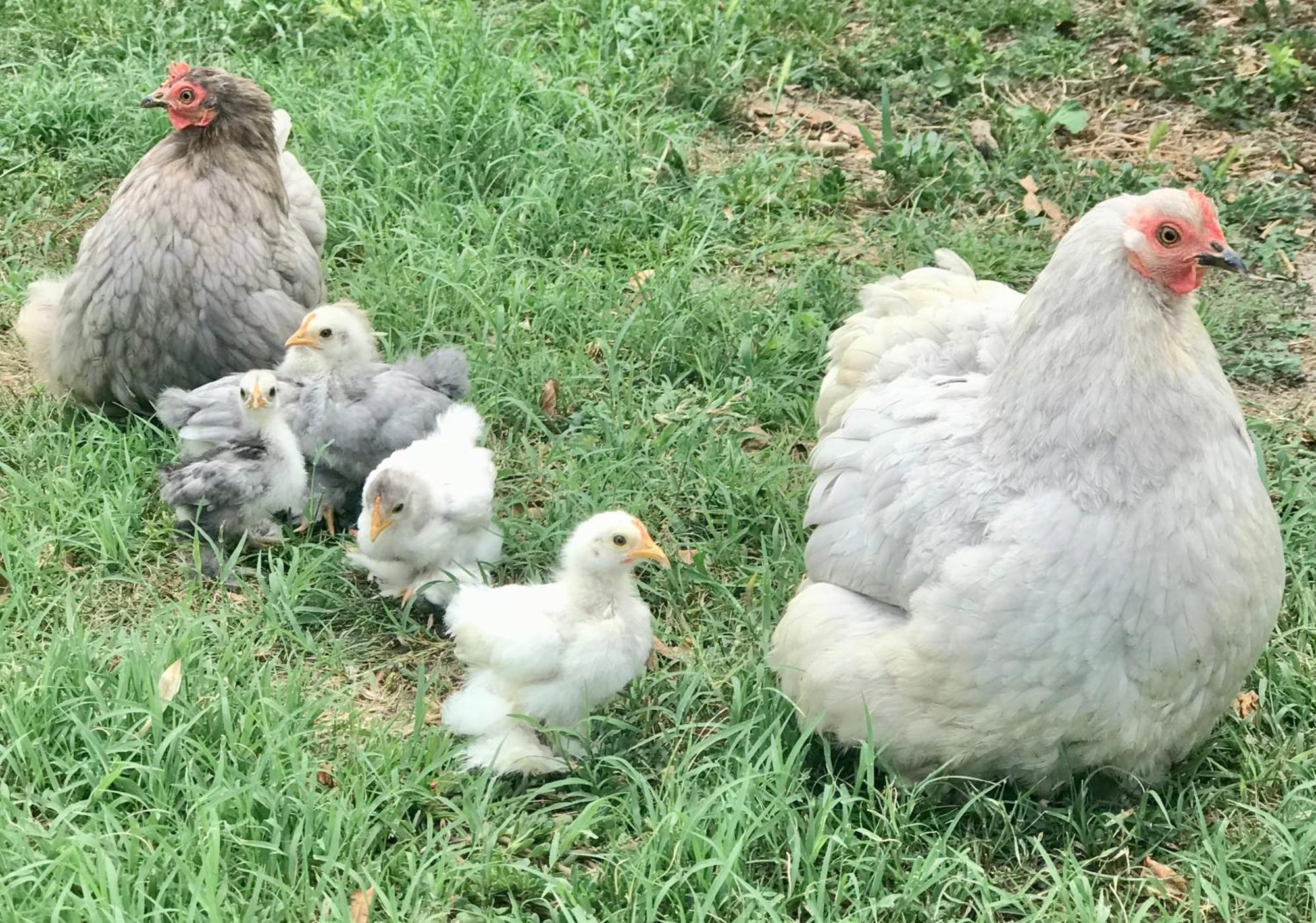 Appartamento In Cascina -La Cascinetta Di Ali- Roatto المظهر الخارجي الصورة